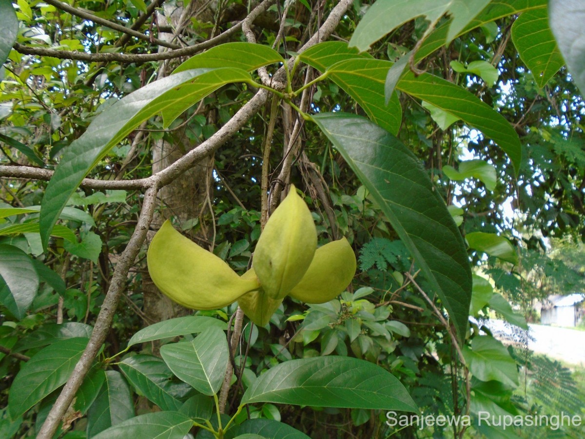 Sterculia balanghas L.